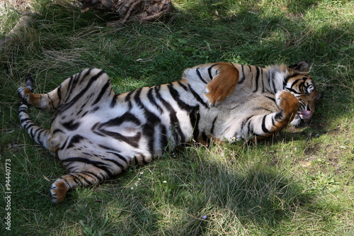 Sumatratiger