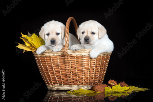 two labrador puppies in a basket