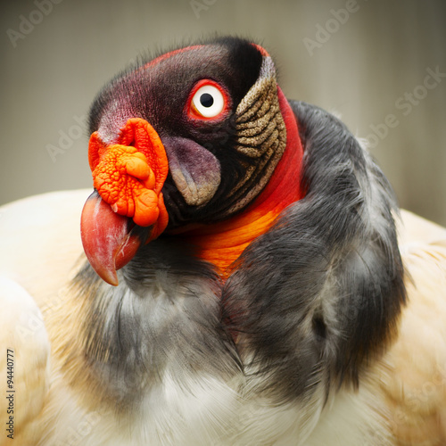 King Vulture Close Up