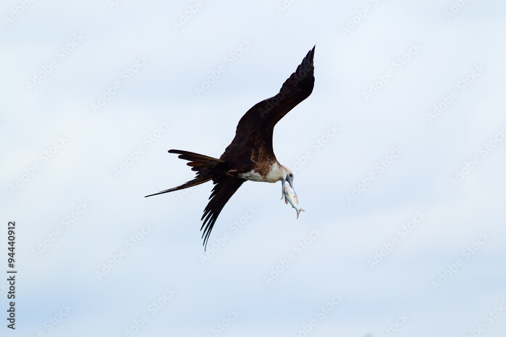 Frigatebird Flying With Her Capture Frigatebird Flying With Her Capture