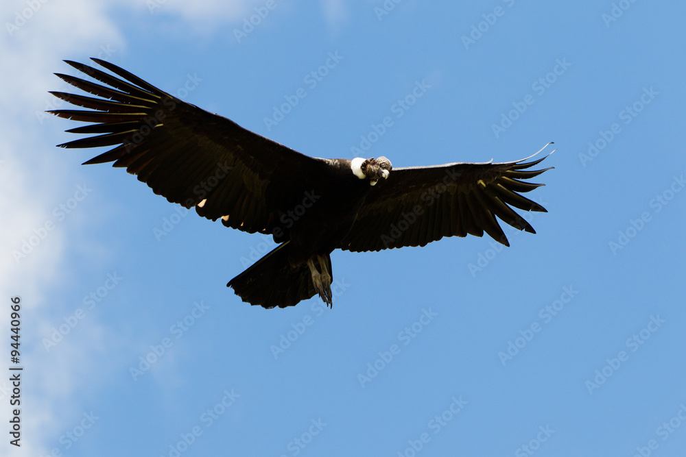 A majestic Andean Condor soaring high above the black mountains of Ecuador, showcasing its impressive wingspan in Latin America's Andes. A majestic Andean Condor soaring high above the black mountains of Ecuador, showcasing its impressive wingspan in Latin America's Andes.