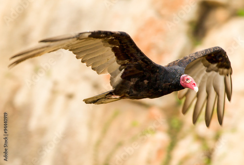 Fotografie A turkey vulture with a bald red head and dark outstretched wings soars through the sky against a blurred rocky cliff, capturing the scavenger bird's powerful flight and wild untamed spirit