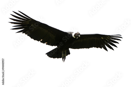 A majestic black Andean condor soars through the Andes, its wide wings outstretched, in a breathtaking flight over Ecuador's canyons. photo