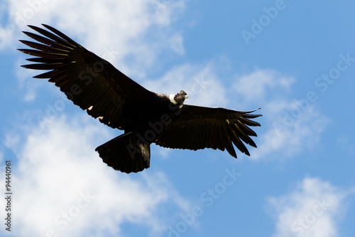 Male Andean Condor In Flight