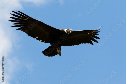 A majestic Andean Condor soaring high above the black mountains of Ecuador, showcasing its impressive wingspan in Latin America's Andes.