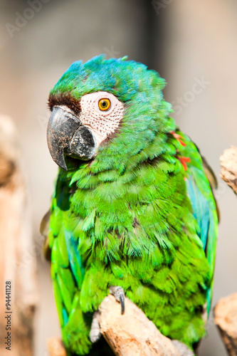 Chestnut Fronted Macaw photo