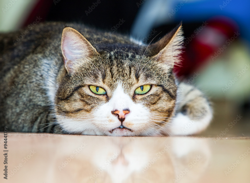 Fototapeta premium Lazy Tomcat Low Angle