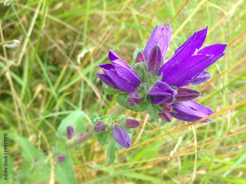 Macro closeup of of wild flower growing on the East Coast of Scotland