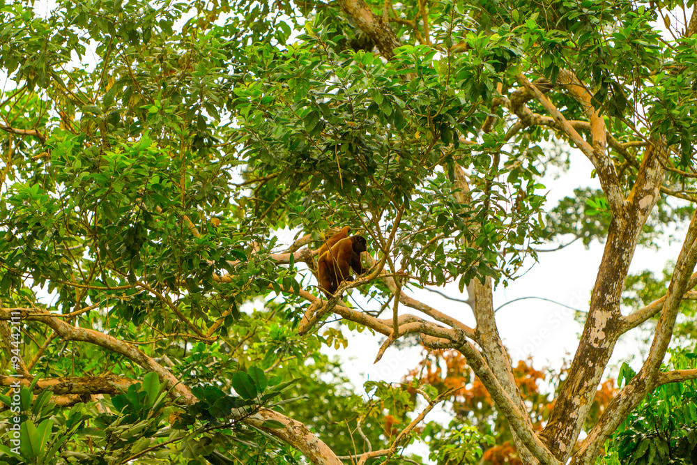 Obraz premium Discover the captivating encounter with a rare wild Chorongo Woolly Monkey,captured in the lush Ecuadorian jungle,where traces of calcium may be found.