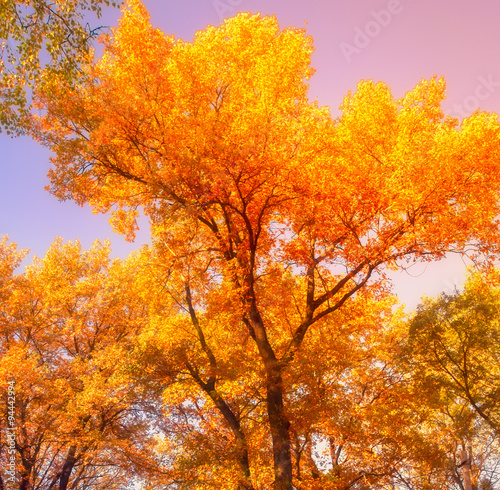 Autumn Trees Leaves in vintage color