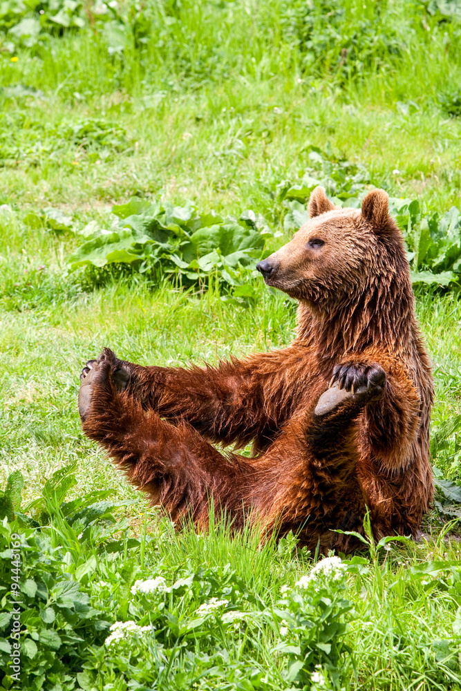 Fototapeta premium A cute brown bear doing yoga poses gracefully in the green nature, showcasing its power and adorable hunter instincts.