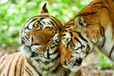 animal tiger love hug family two kiss couple pair emotion male and feminine beast in a affectionate pose in their natural environment