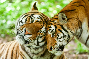 Fotobehang Tijger Tedere kus tussen tijgerkoppel  © Ammit