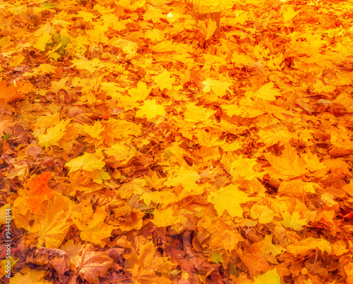 Falls Colorful autumn leaves