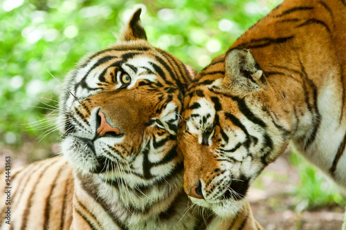 Fototapeta animal tiger love hug family two kiss couple pair emotion male and feminine beas