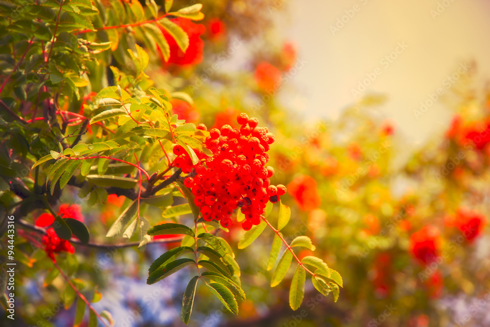 Red Berry Colors Autumn background Red Berry Colors Autumn background