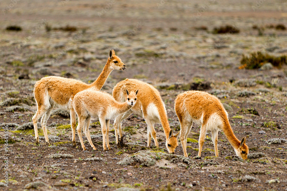 Obraz premium The vicugna,a wild South American camelid,thrives in the high alpine regions of the Andes Mountains,showcasing its unique adaptability to extreme environments.
