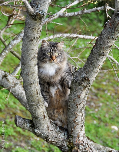 Norwegian forest cat climbing a tree outdoor