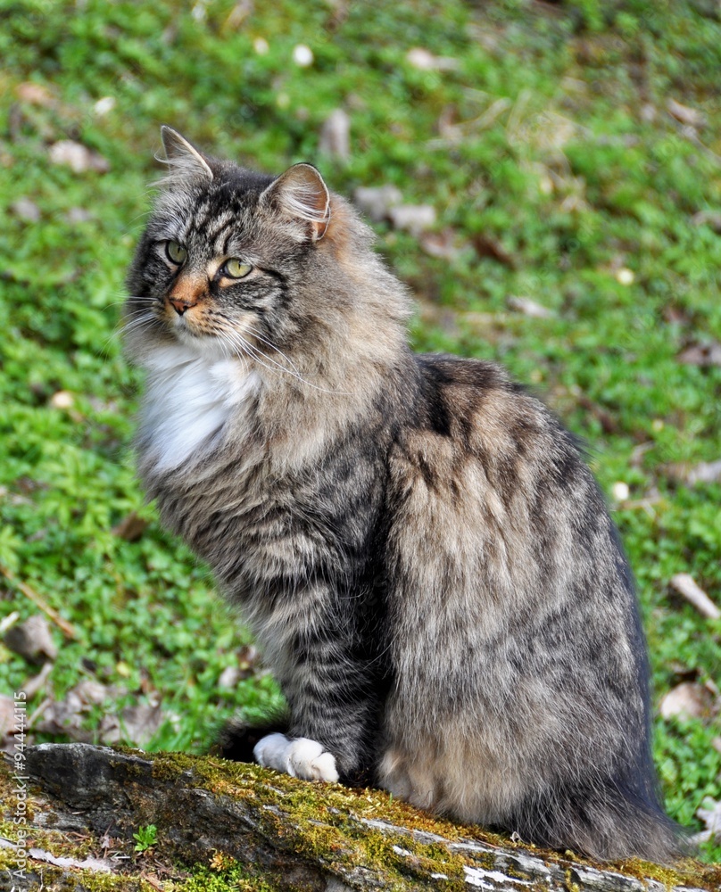 Norwegian forest cat sitting on a stone outdoor