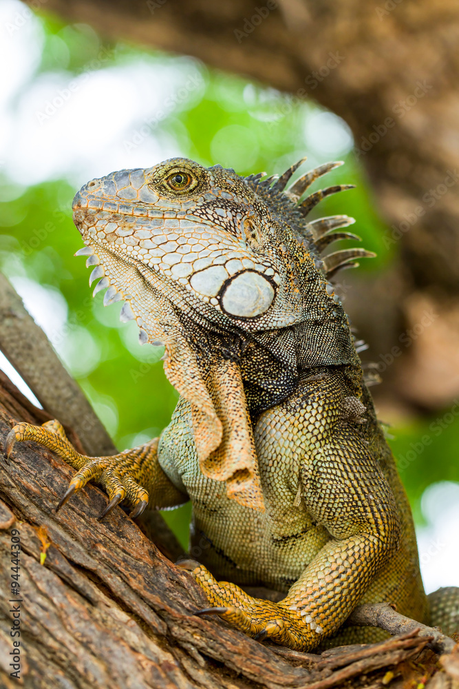 Fototapeta premium Iguana In The Wild