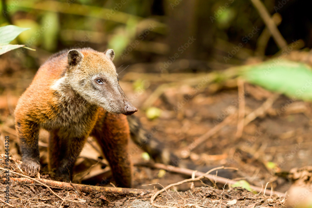 Fototapeta premium A procyon, a carnivorous animal native to Ecuador's Amazonia region, hunts for prey in the lush rainforest.
