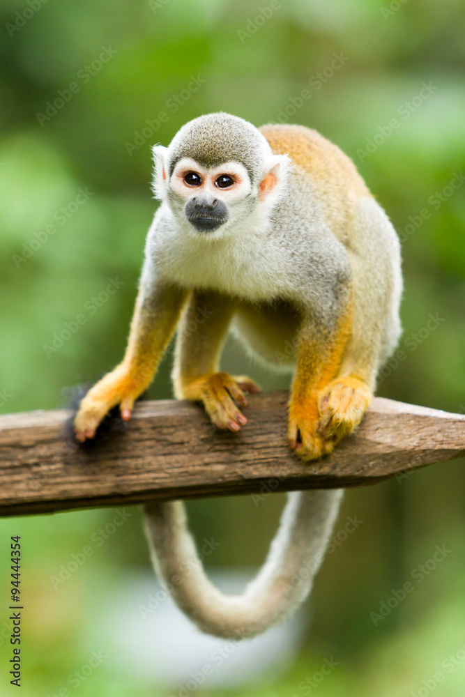 Fototapeta premium A rare small monkey, Saimiri sciureus, swings through the lush Amazon wilderness, blending in with the trees and foliage.