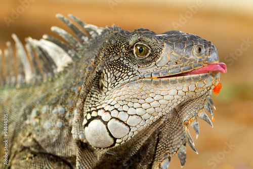 Close up headshot of a male iguana showcasing its extended tongue providing valuable insights into reptilian behavior and anatomy for academic study and wildlife photography