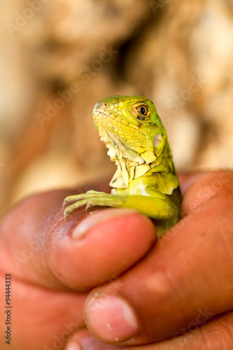 A detailed close up of a juvenile iguana showcasing its unique characteristics and biology relevant to herpetology and wildlife photography