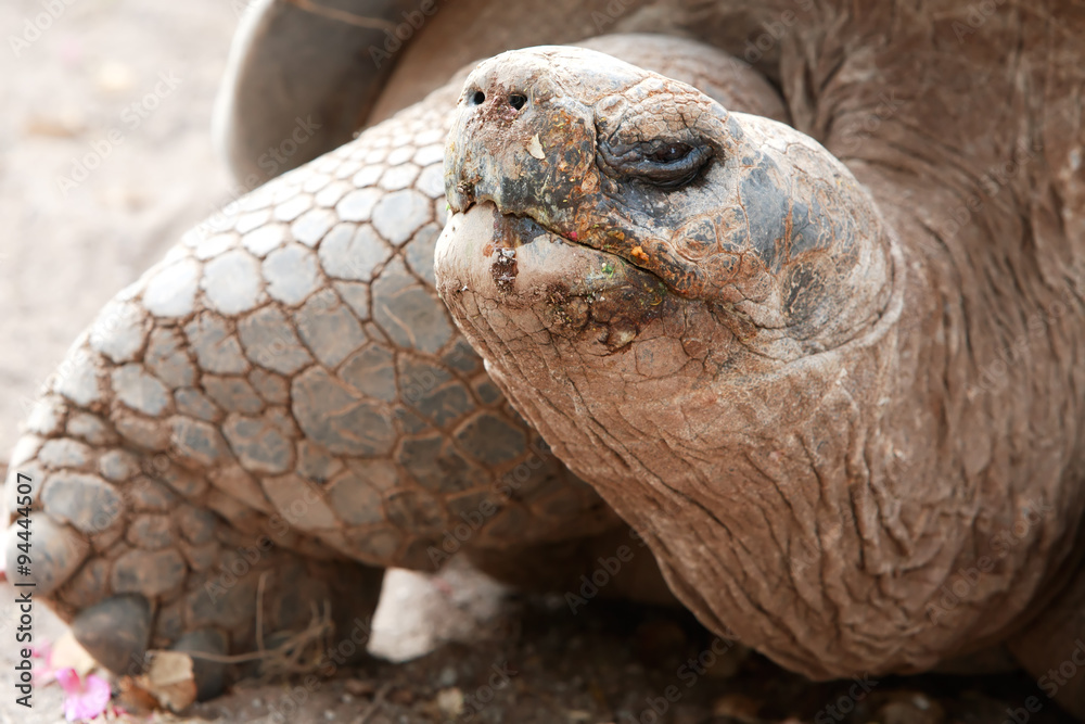 A giant Galapagos tortoise with dry, isolated surroundings. Its rough, scaly skin blends into the arid landscape perfectly. A giant Galapagos tortoise with dry, isolated surroundings. Its rough, scaly skin blends into the arid landscape perfectly.