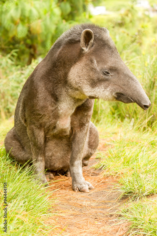 Wild Animal Male Tapir Tapirus Pinchaque Wild Animal Male Tapir Tapirus Pinchaque