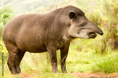 A wild South American mammal, the tapir, known as Pinchaque in Ecuador, roams the mountains of America, showcasing its unique fauna. photo