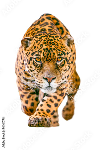 Fotografiet jaguar leopard isolate animal panther white angry head face stalking eye wild ja