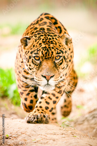 Fotografia jaguar wildlife leopard animal stalking hunt ferocious ecuador attack front angr