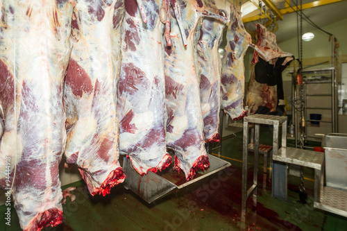 Discover a slaughterhouse's efficient process of suspending cattle carcasses on vertical rails for maximum productivity.