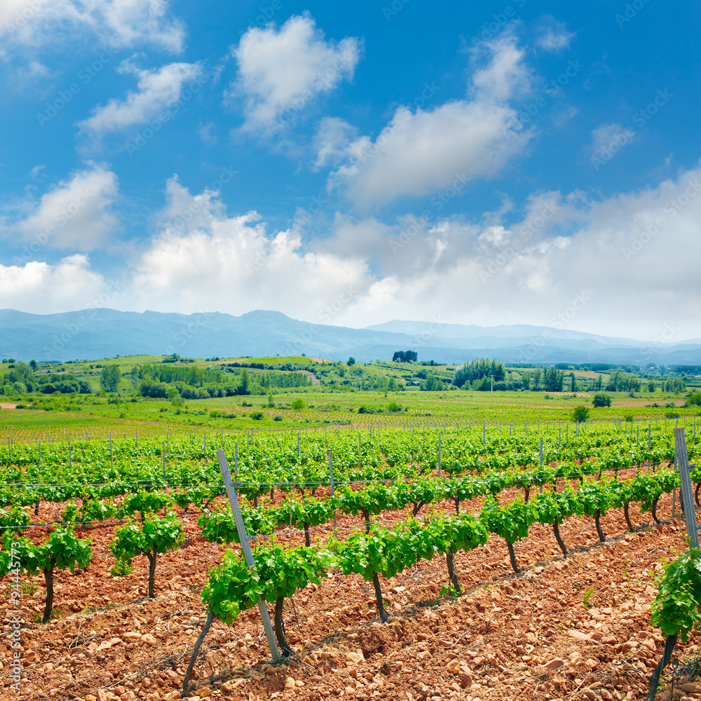vineyard in El Bierzo of Leon by Saint James Way
