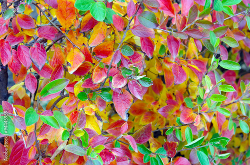 Background of vivid red and green autumn leaves