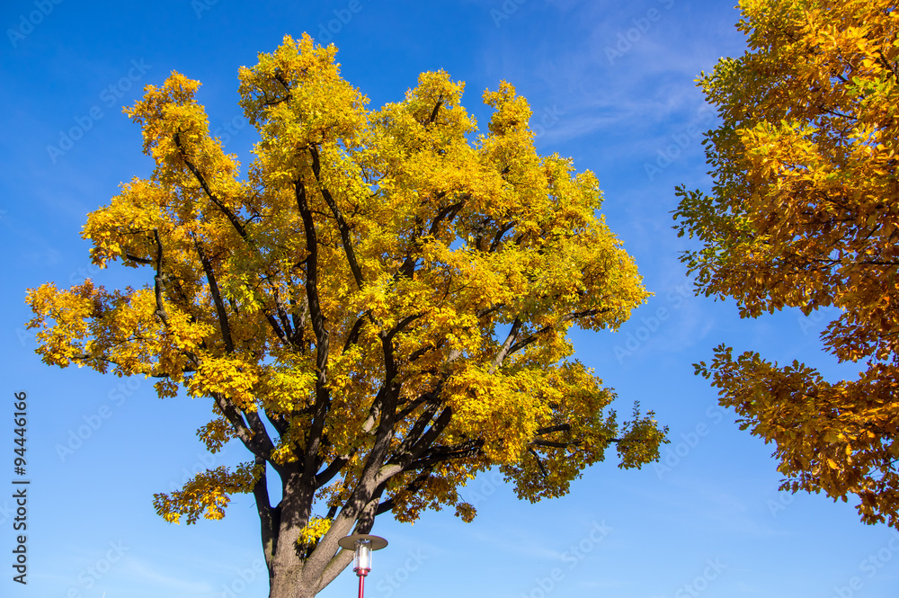 Naklejka premium colorful tree on a sunny autumn day
