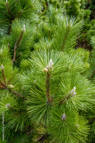 Fototapeta Naklejka Na Ścianę i Meble -  pine cone andgreen  tree branches