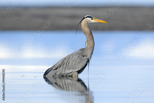 Obraz na plátně Great Blue Heron (Ardea herodias), Kye Bay, Courtenay, Vancouver Island, Canada