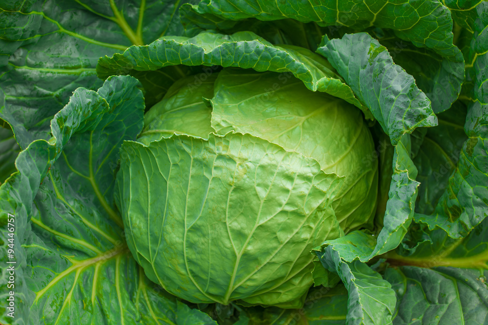 Cabbage Cabbage