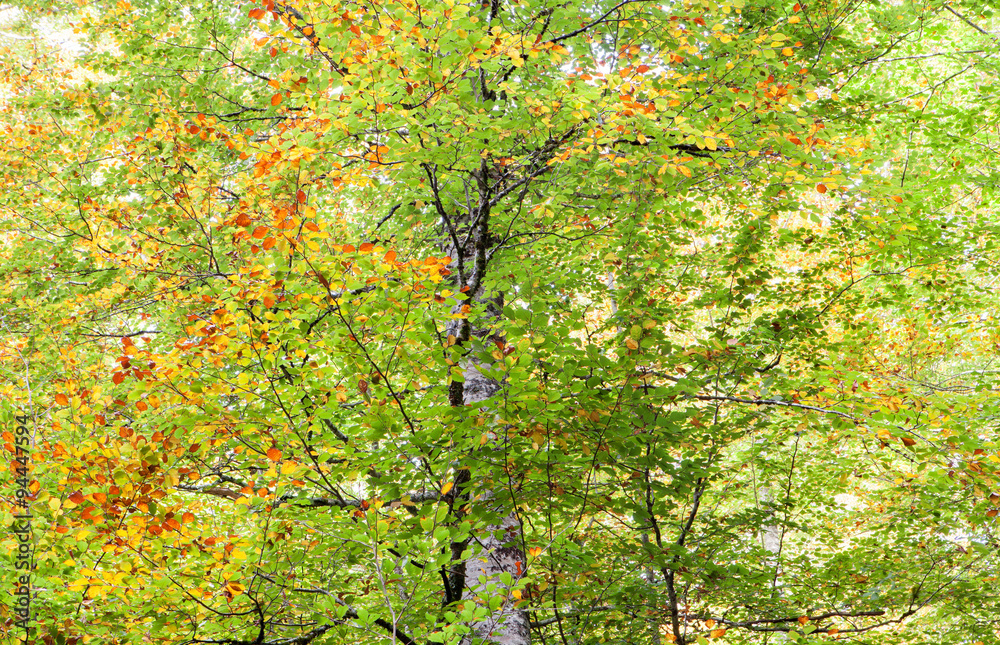 Tree full of leaves starting to turn yellow Tree full of leaves starting to turn yellow