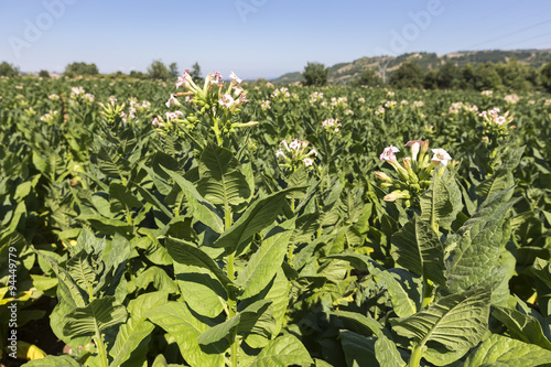 Blooming tobacco plants with leaves, flowers and buds