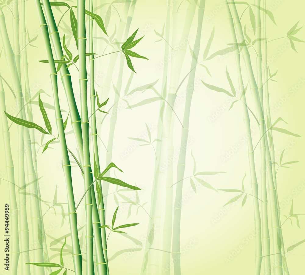 Fototapeta premium bamboo forest background