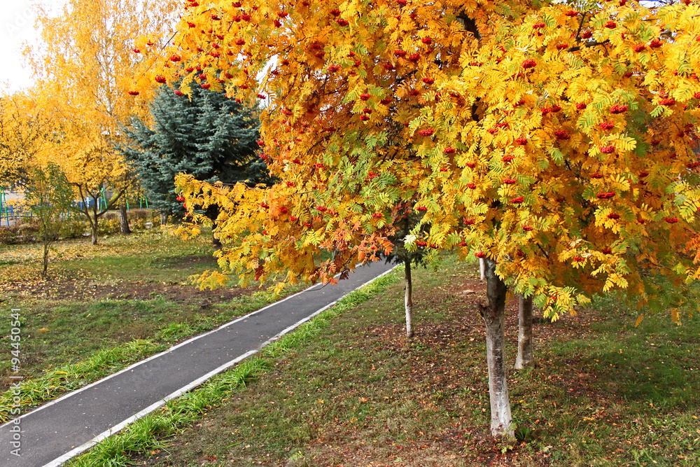 Naklejka premium Sorbus tree in autumn season in park