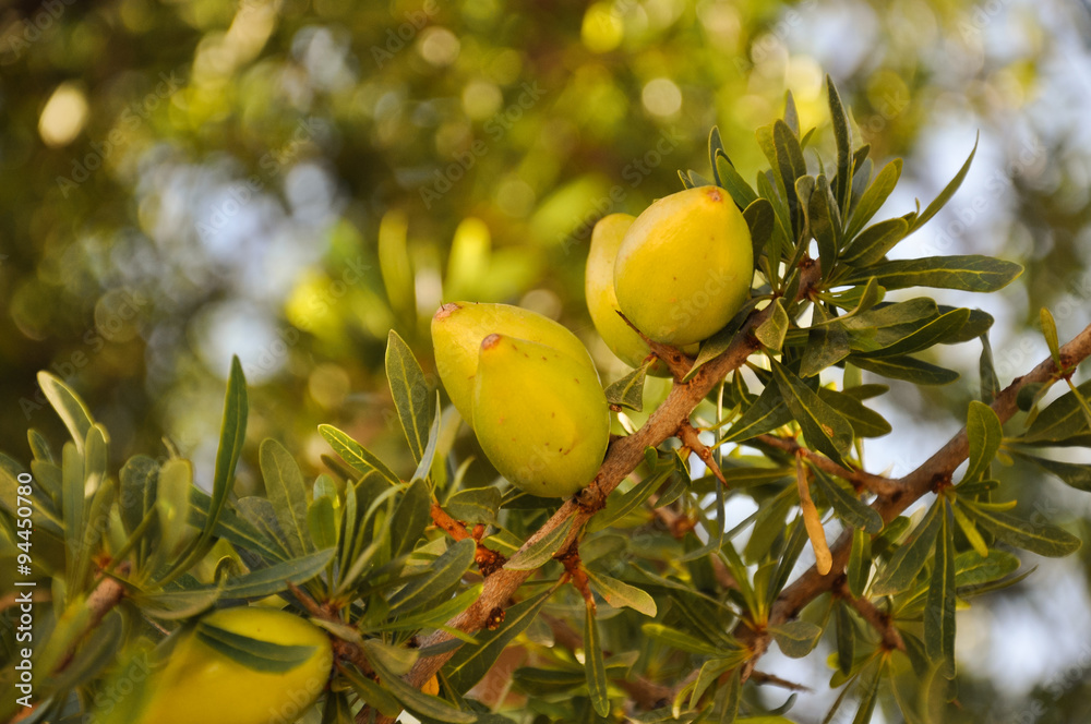 Fototapeta premium Beautiful green Argan fruits (nuts) on a branch of an Argan tree (Argania spinosa). Photo was taken near Agadir, Morocco.