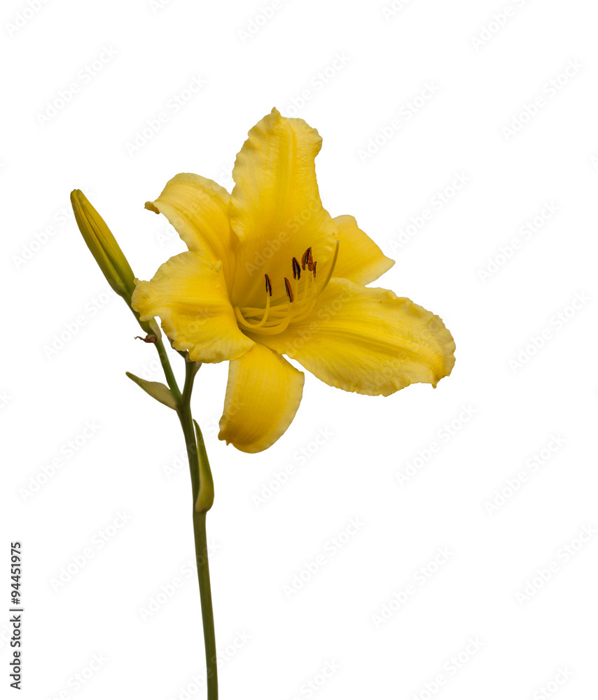 Yellow Daylily (hemerocallis) on a white background Yellow Daylily (hemerocallis) on a white background