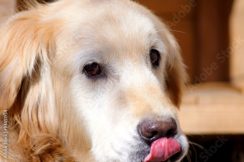 Golden Retriever