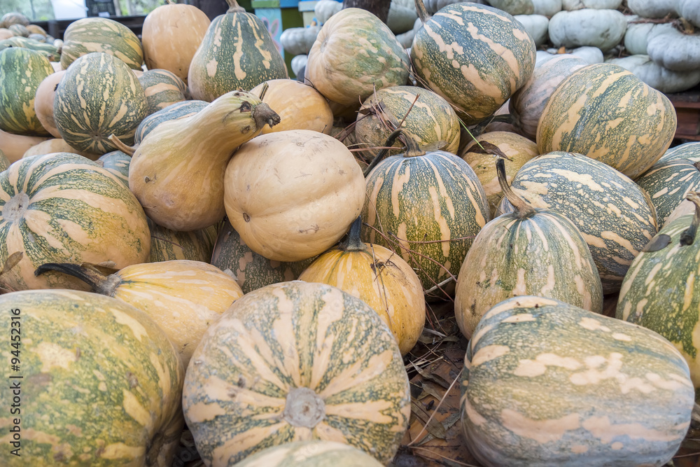 Pumpkins, Cucurbita argyrosperma, moschata, Butternut, maxima, c