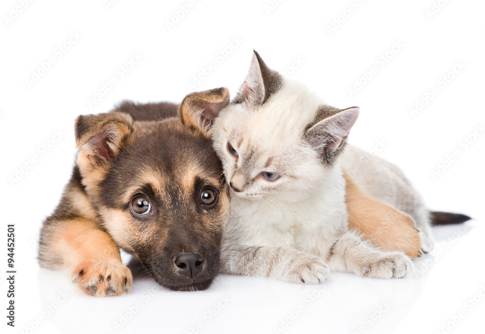 mixed breed dog embracing small cat. isolated on white backgroun