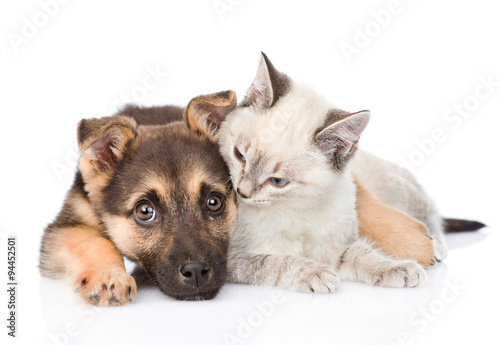 Fototapeta Naklejka Na Ścianę i Meble -  mixed breed dog embracing small cat. isolated on white backgroun